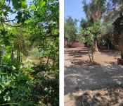 Αποψίλωση και Καθαρισμός κήπου στην Γλυφάδα